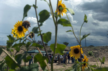 Sunflowers scatter the gardens at Navajo Technical College where experts hold a workshop on soil testing in Crownpoint on Wednesday. © 2011 Gallup Independent / Adron Gardner 